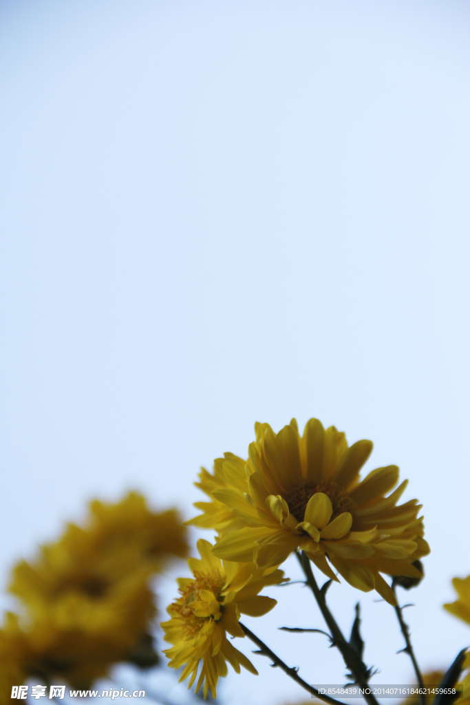 菊花