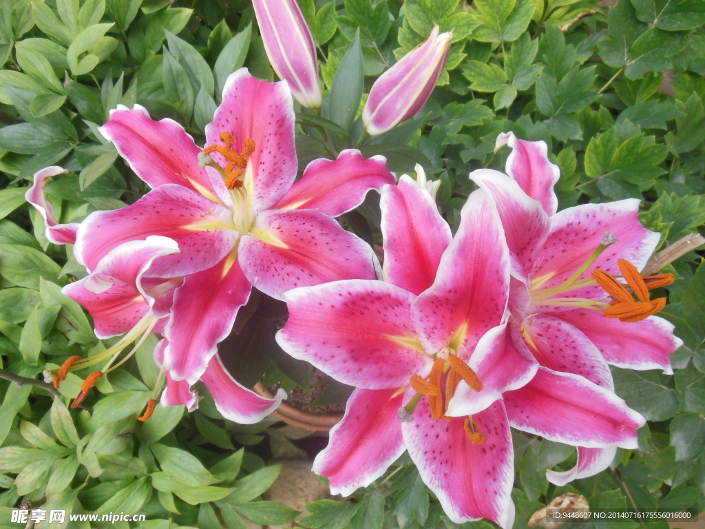 百合花