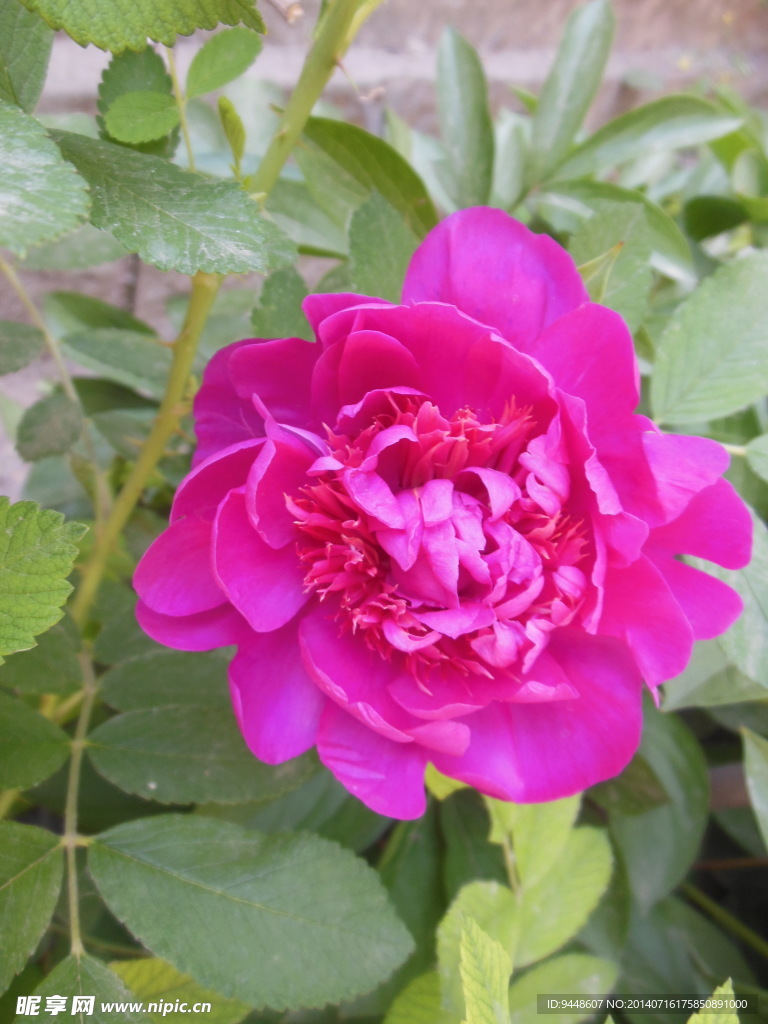芍药花