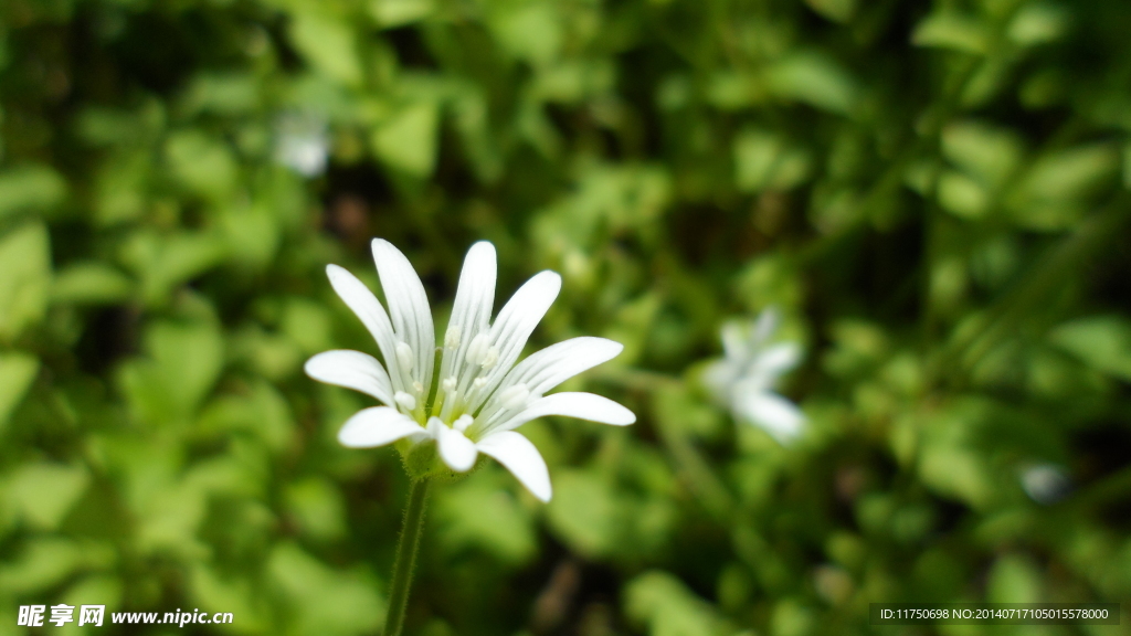 美丽的小白花