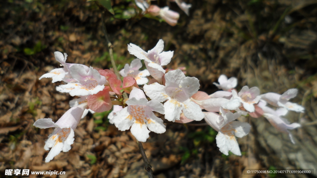 白花