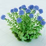 绣球花