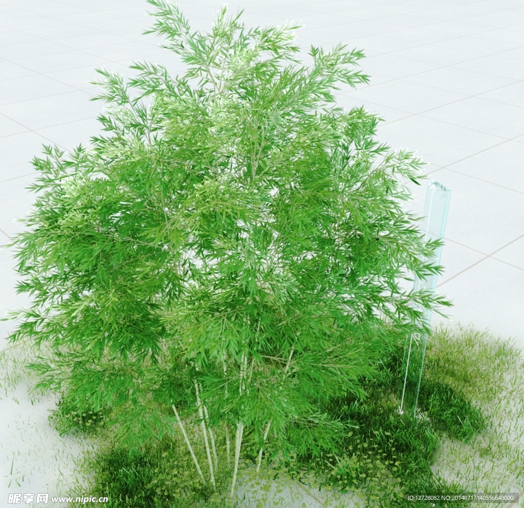 黄槽竹 竹子