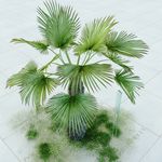 棕榈树