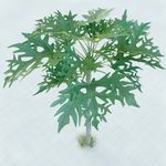 番木瓜树