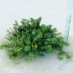 蕊帽忍冬 忍冬 金银花