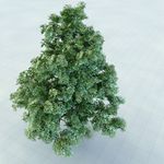 无梗花栎  栎树