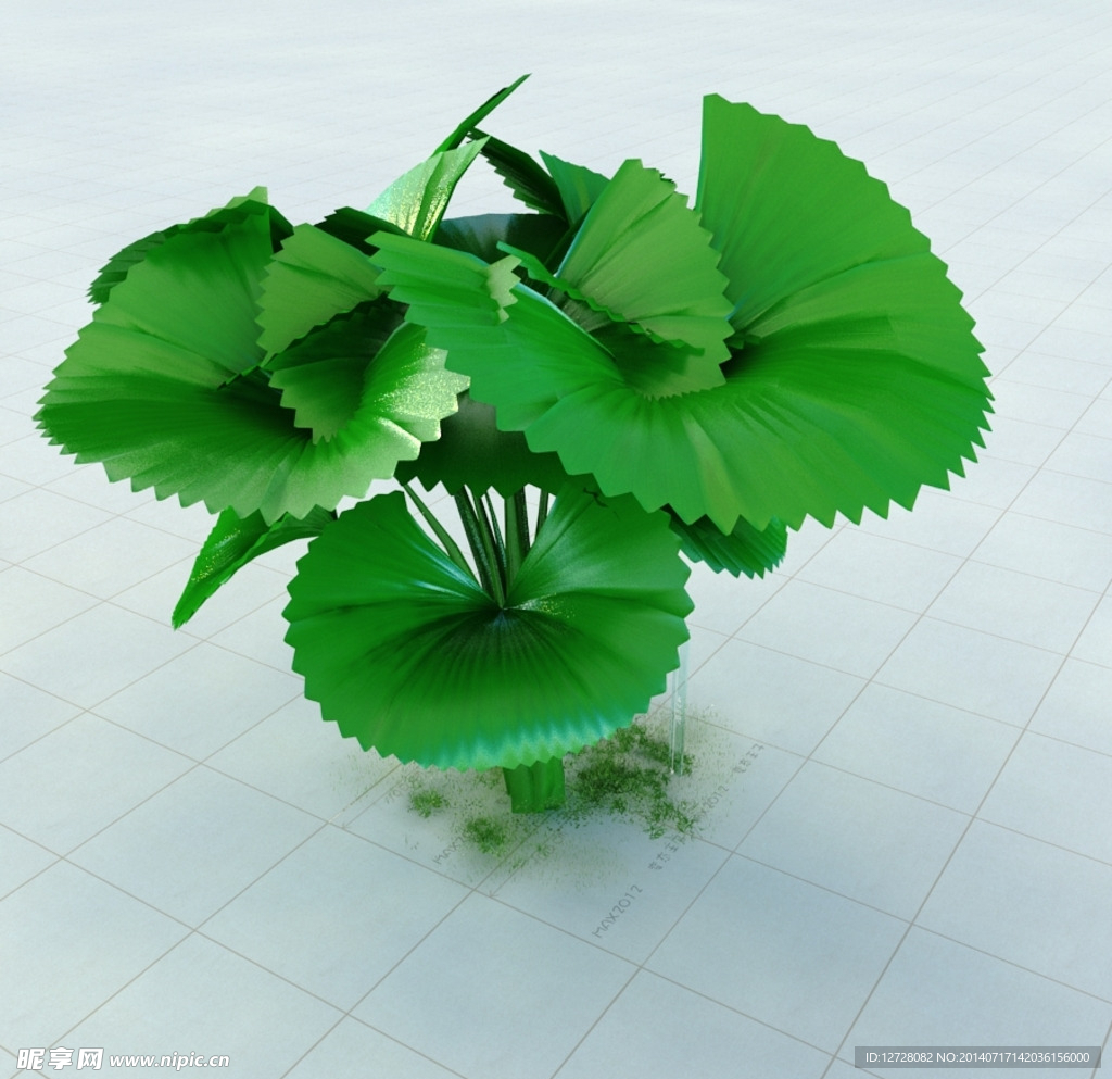 轴榈