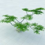 相思木 金合欢