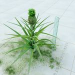 凤梨  菠萝