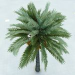 海枣树