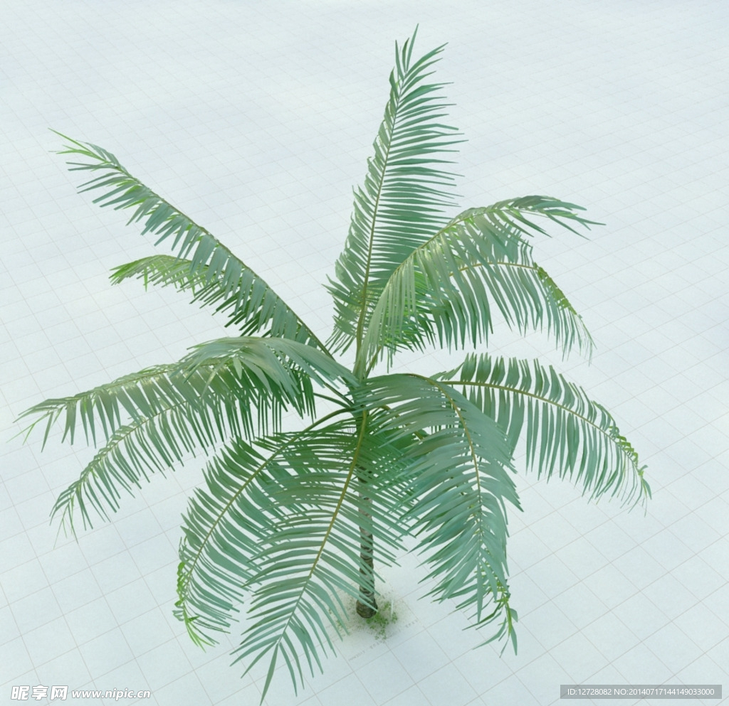 飓风椰 王后棕