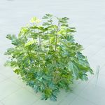 榕树
