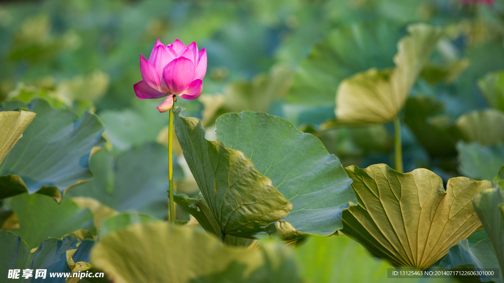荷花