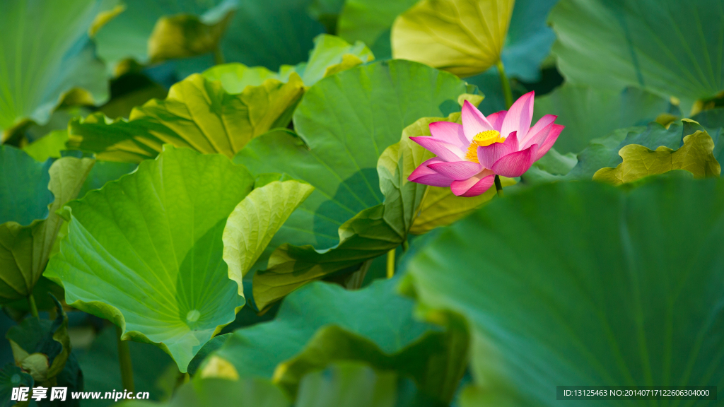 荷花
