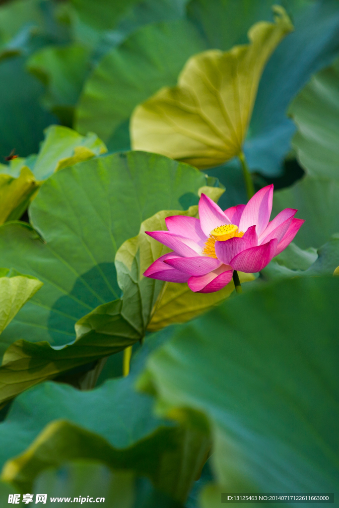 荷花