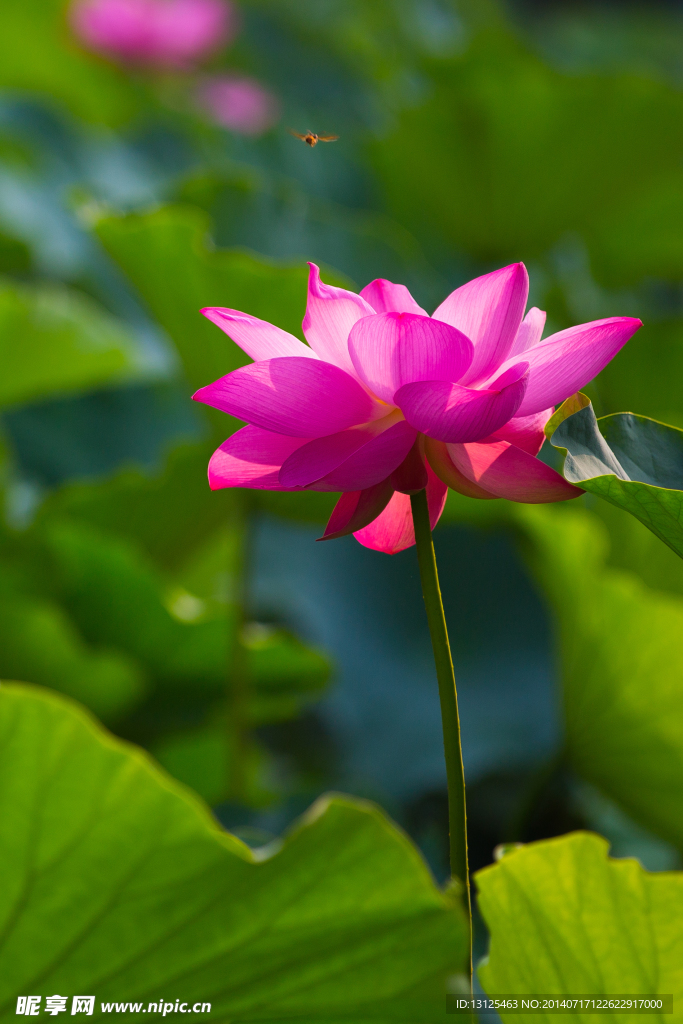 荷花