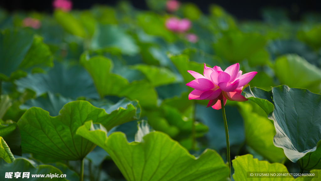 荷花