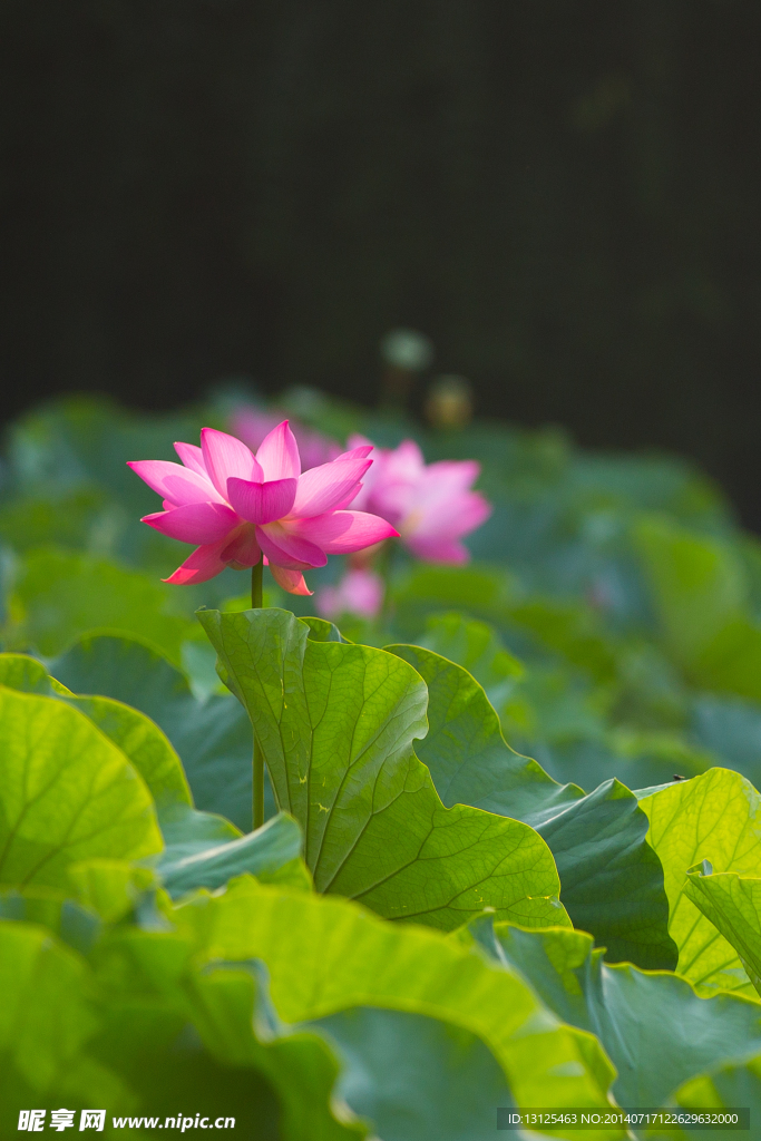 荷花