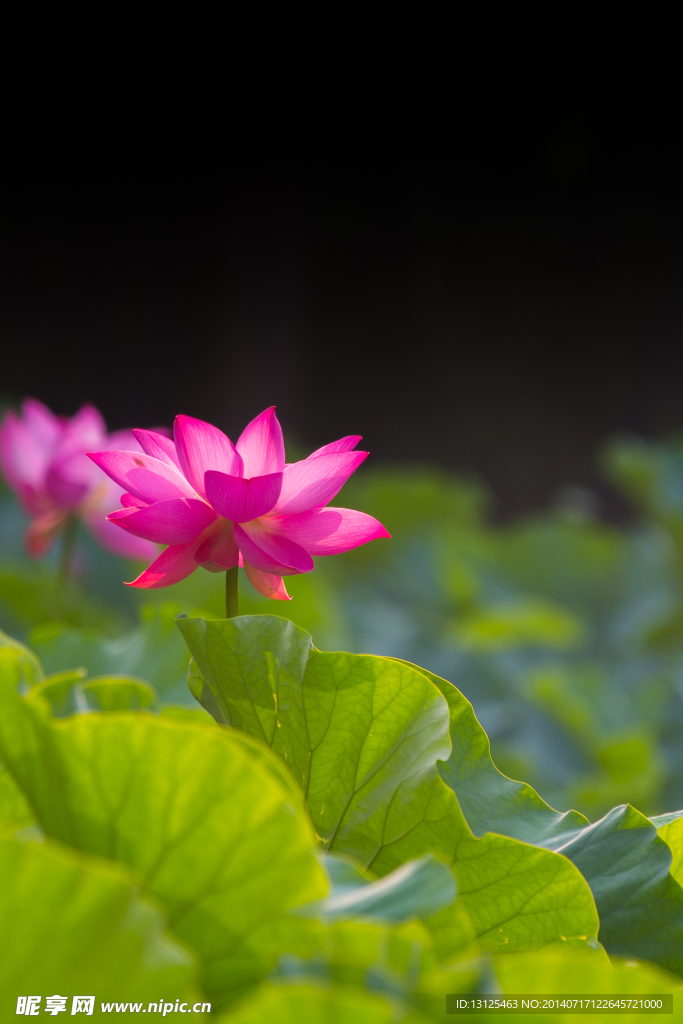 荷花