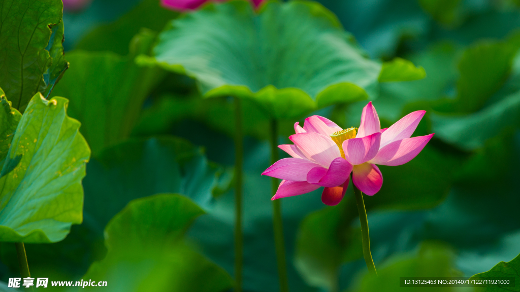 荷花