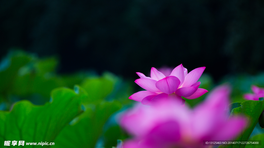 荷花