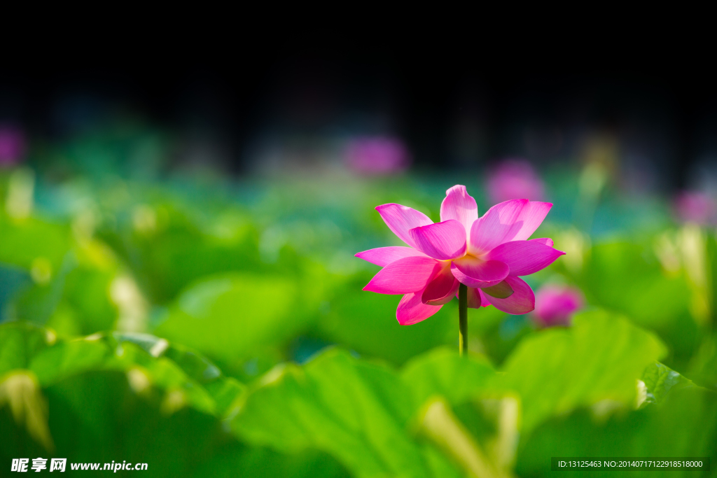 荷花
