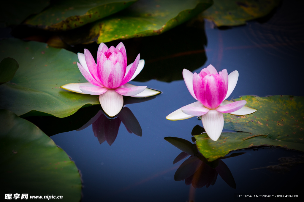 莲花