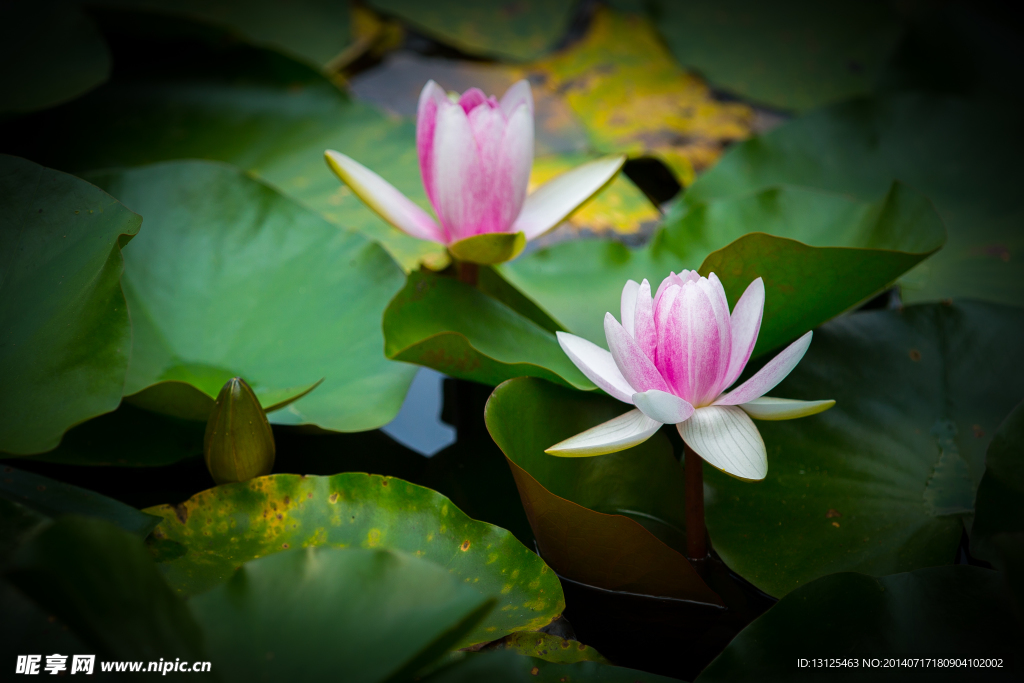 莲花