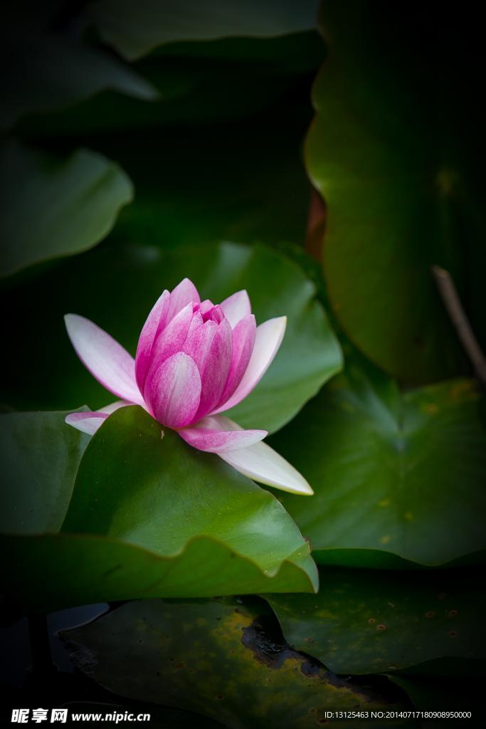 莲花