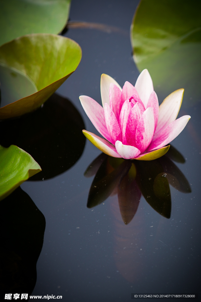 莲花