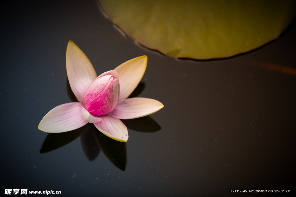 莲花