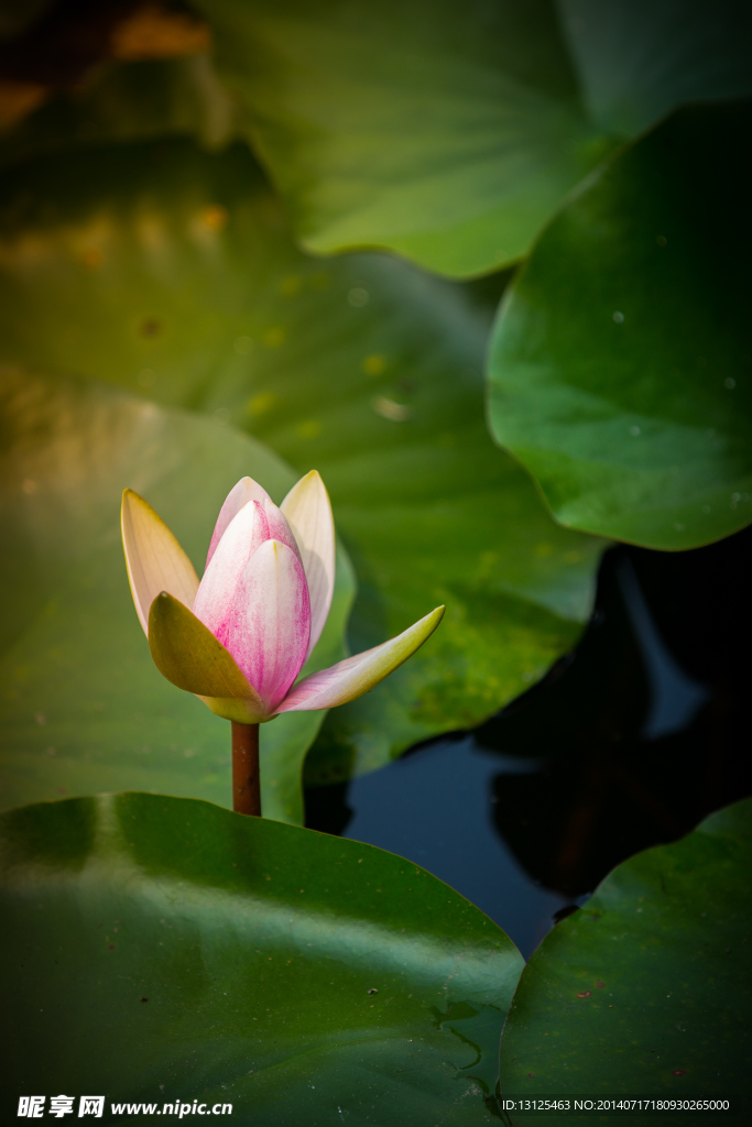 莲花