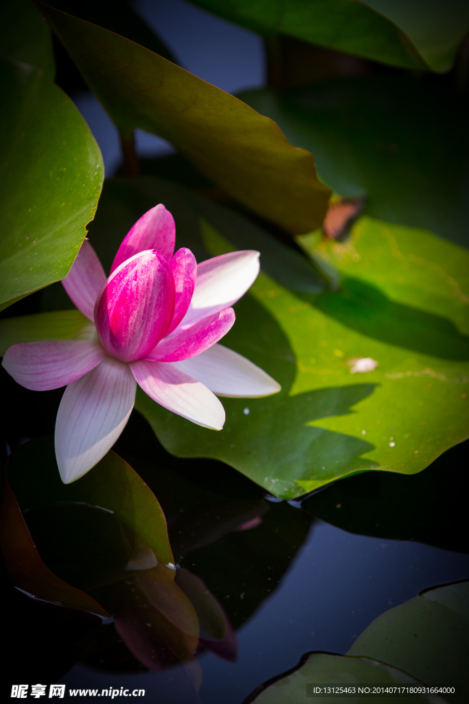 莲花