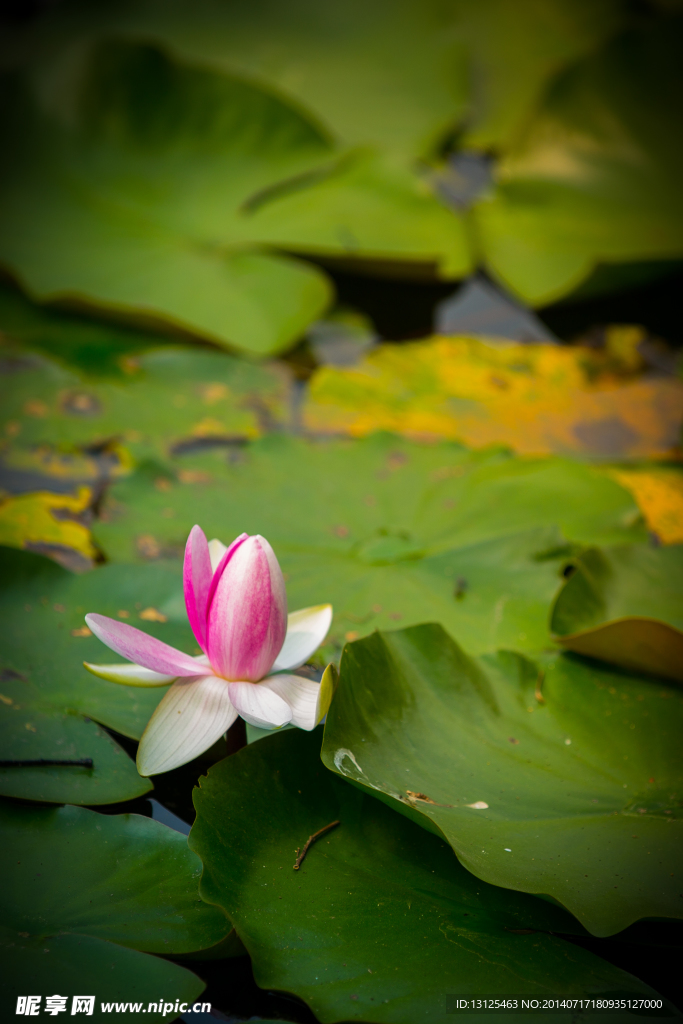 莲花