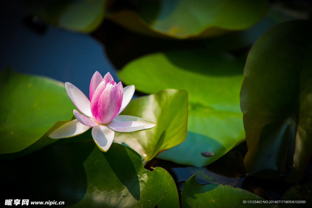 莲花