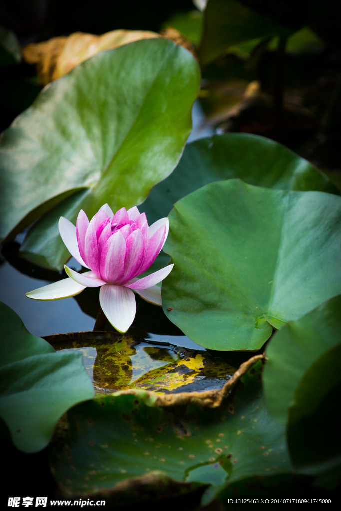 莲花