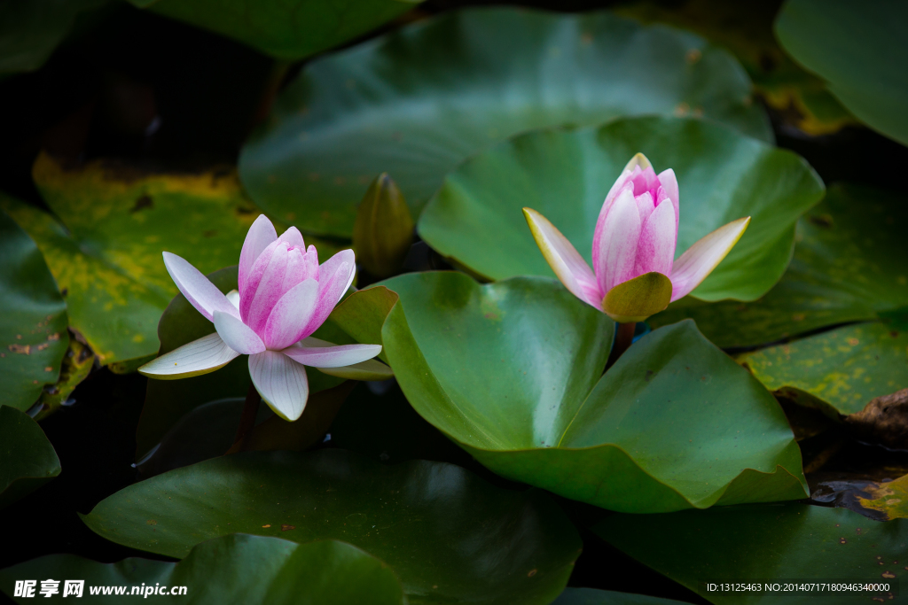 莲花