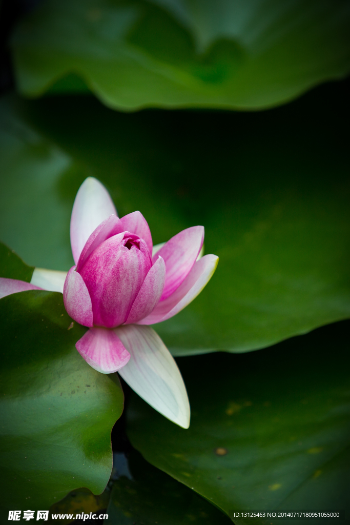 莲花