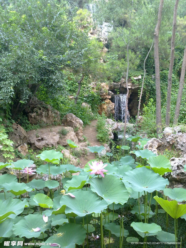 荷花