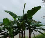 雨中芭蕉