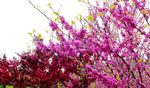 樱花红