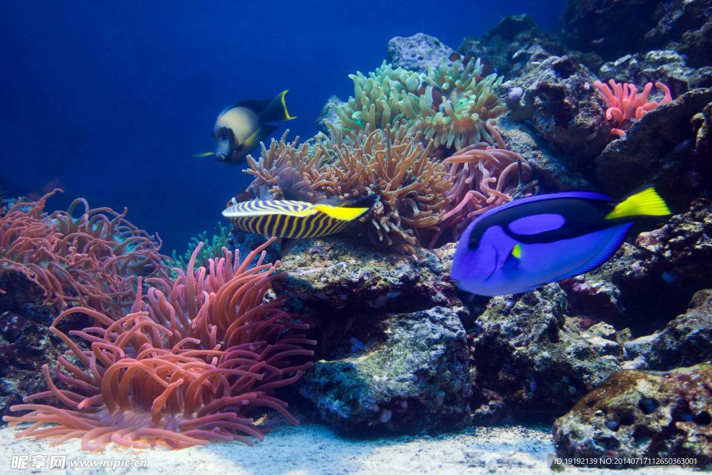 缤纷海底世界海底生物