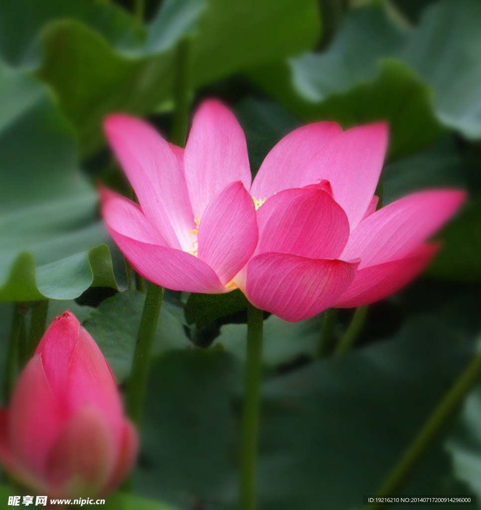 荷花