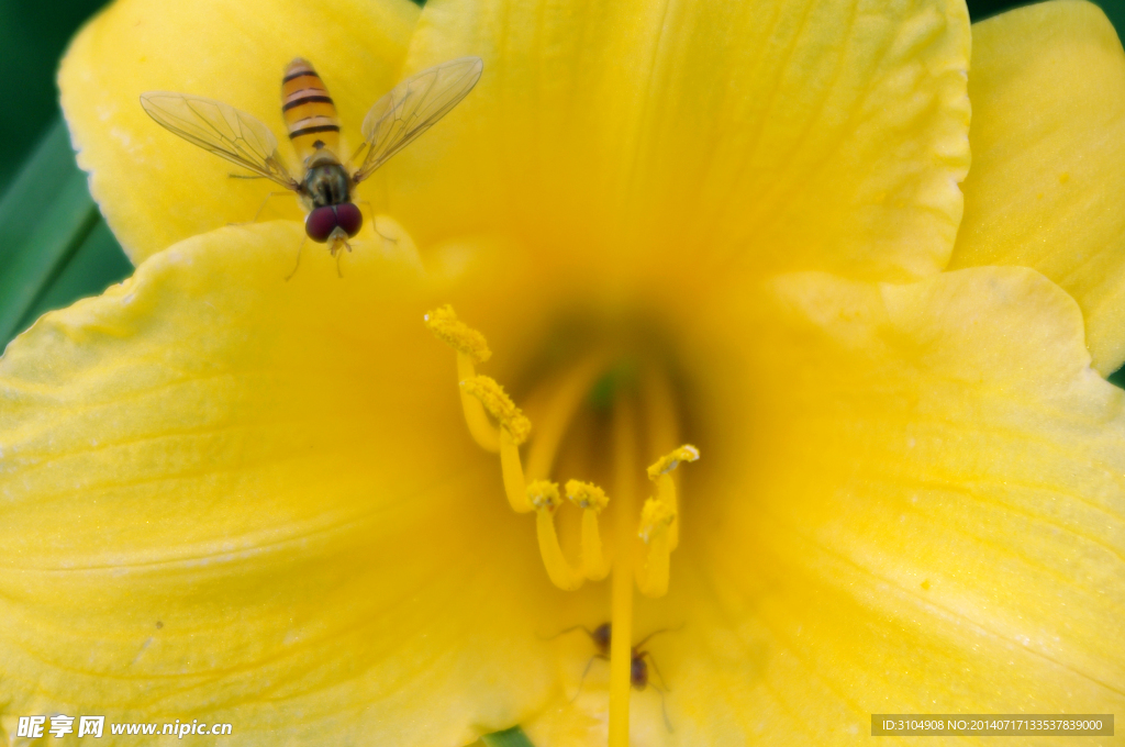 蜜蜂与百合