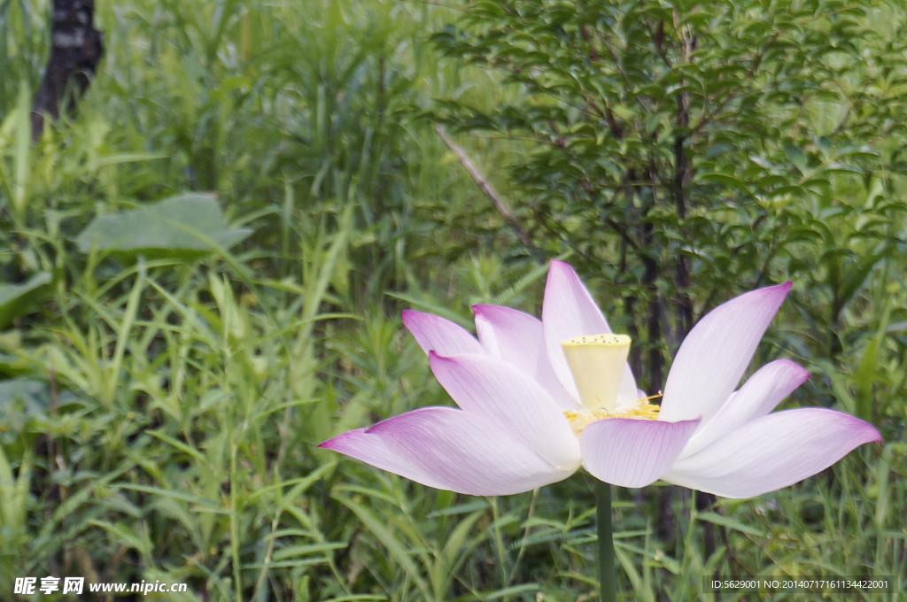莲花