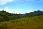 山坡小树