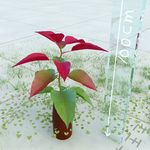 盆栽  精美盆栽模型