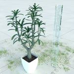 盆栽  精美盆栽模型