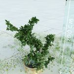 盆栽  精美盆栽模型